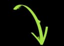 Last arrow